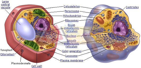 وظيفة الميتوكوندريا في الخلية الحيوانية هي انتاج الطاقة