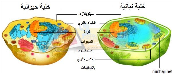 Animal and Plant Cell