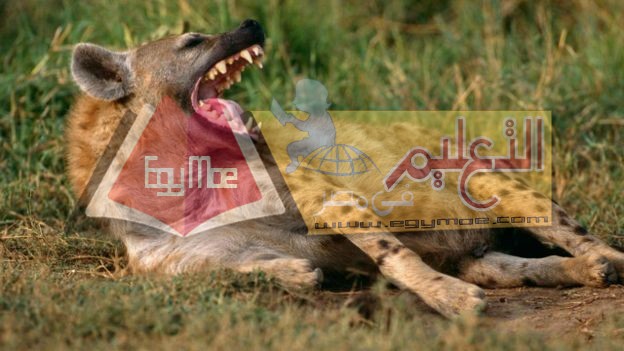 160905204756_the_creature_with_the_strongest_bite_640x360_constantinospetrinosnaturepl-com_nocredit